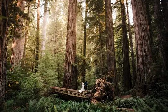 Fox Film Preset + Modifiers Pack — preview 4