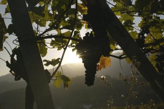 Buttery LUTs – Natural Rec709 for Sony SLog2 / SLog3 — preview 2